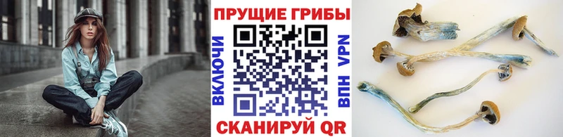 Галлюциногенные грибы GOLDEN TEACHER  Зубцов 